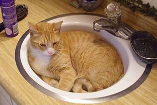 Julius in sink