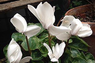 AugustCyclamen