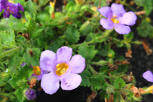 Bacopa