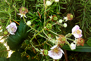 BerryFlowers