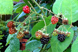 BlackberryBush