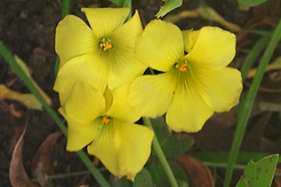 Buttercups