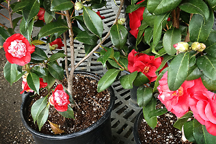 CamelliaVarieties