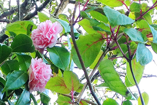 CamelliasFuchsia