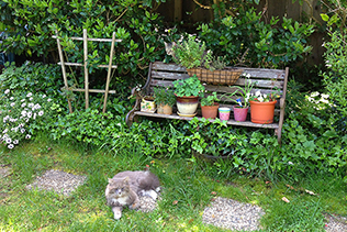 CatsGarden