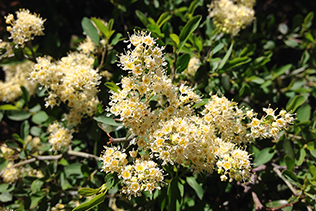 Ceanothus