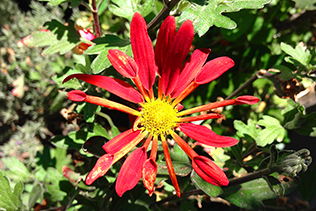 ChrysanthemumPetals