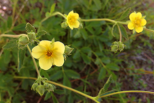 Cinquefoil