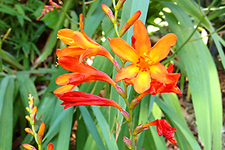 Crocosmia