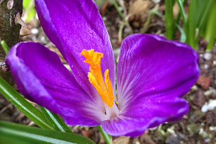 Crocus