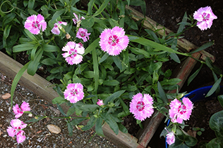 Dianthus