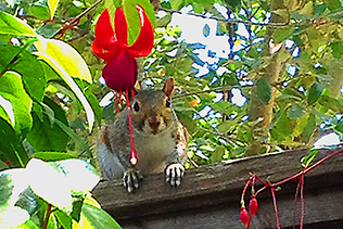 FuchsiaSquirrel