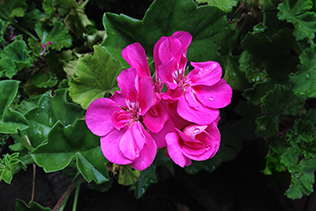 Geranium