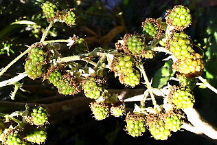 GreenBerries