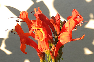 HoneysuckleBlooms