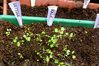 KaleSeedlings