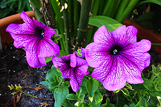 LavenderPetunias