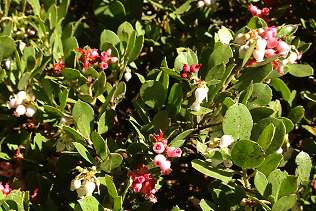 Manzanita