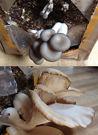 MushroomStages