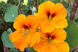 Nasturtiums