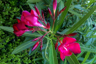 Oleander