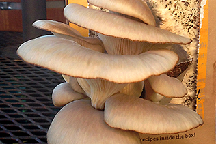 OysterMushrooms