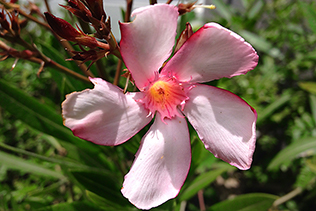 PaleOleander