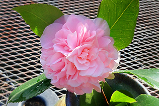 PalePinkCamellia