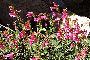 Penstemon