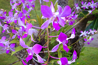 PurpleOrchids