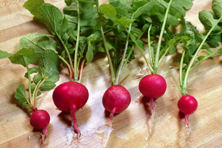 Radishes