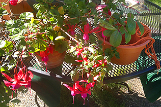 RepottingFuchsia