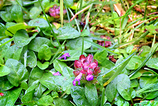 Selfheal