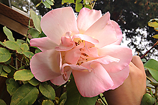 SoftPinkRose