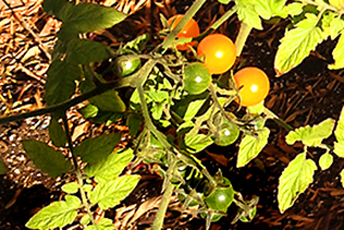 TomatoVines