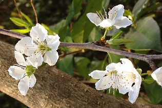 TreeBlossoms