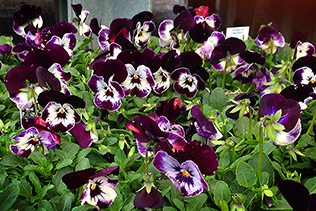 VelvetyViolas