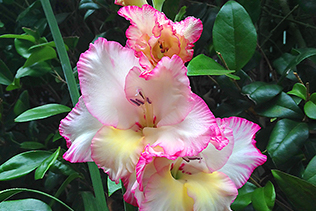 WhiteGladiolus