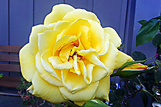 YellowRose