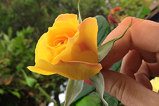 YellowRosebud