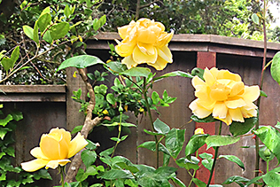 YellowRosebush