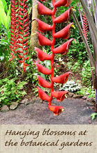 hanging blossoms