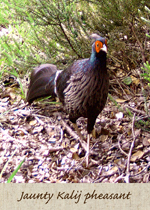 jaunty pheasant