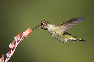 Hummingbird