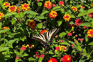 Swallowtail